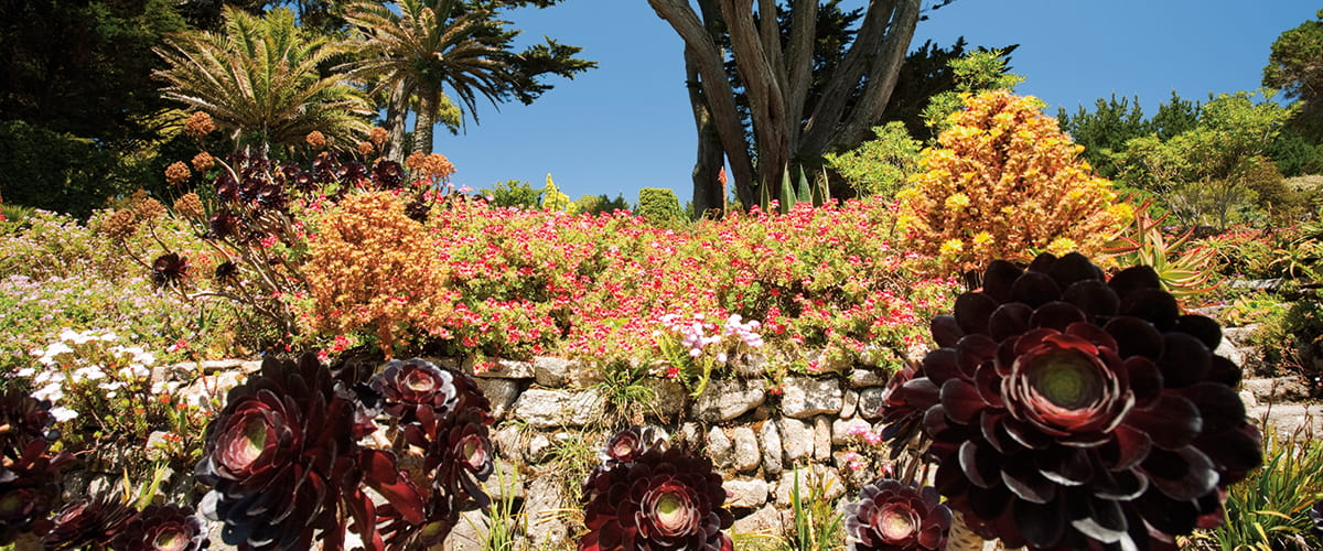 Tresco Abbey Gardens